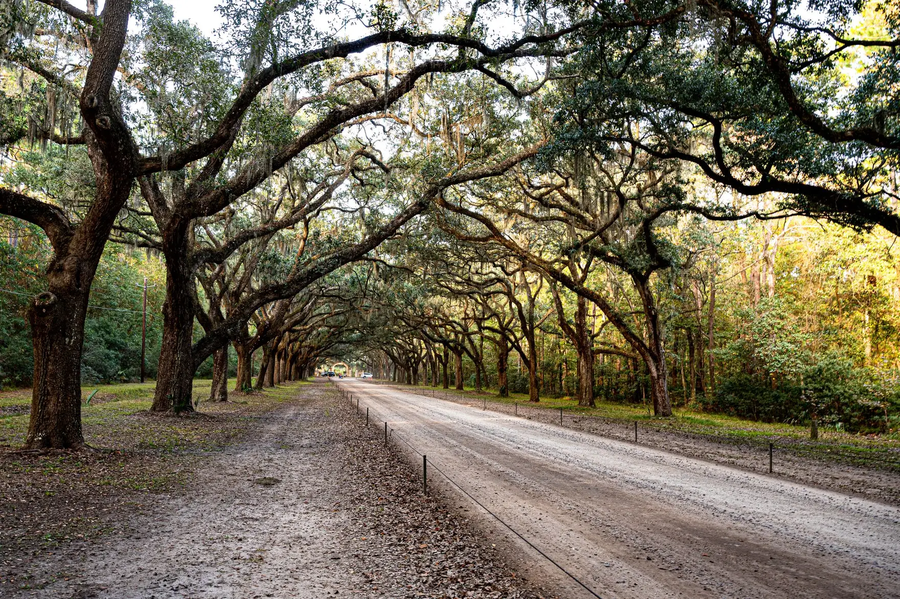 Oak-lined avenue draped in Spanish moss near Savannah, Georgia